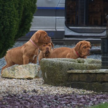 Dogue de Bordeaux puppies