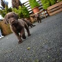 Chocolate Labrador -5