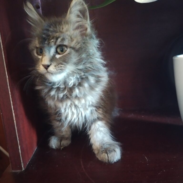 Pure bred Maine coon 