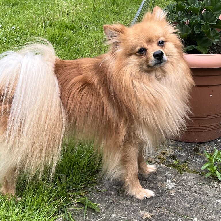 Pomeranian 