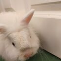 Neatherlands dwarf rabbits and lion head rabbit 8 months old -0