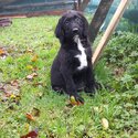 Beautiful labradoodle pups-3