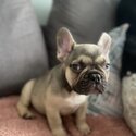 French Bulldogs for sale -4