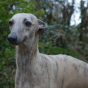 Stunning Whippet Bitch for sale - KC registered-4