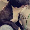 Staffy in need of new home -1