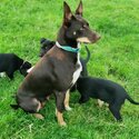 Collie/Kelpie pups-4