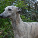 Stunning Whippet Bitch for sale - KC registered-5