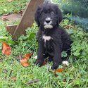 Beautiful labradoodle pups-2