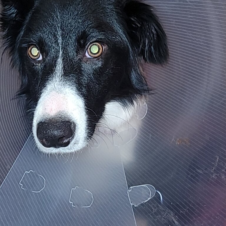 10 month old border collie