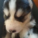 Huskita Puppies -4