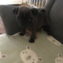 Pure bred pug femal puppy -2