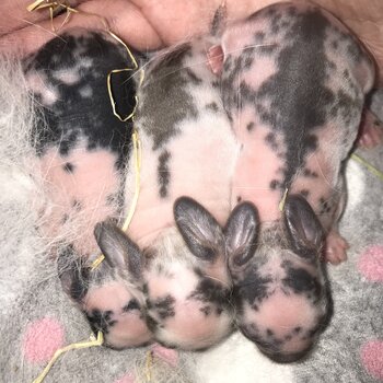 Mini lops