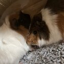 Two male Guinea pigs available for adoption-5