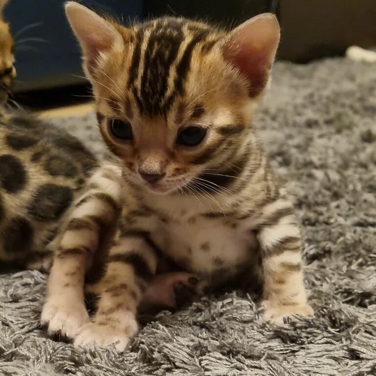 BENGAL Kittens Available