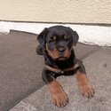 Rottweiler pups-3