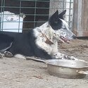 9 month old border collie-2