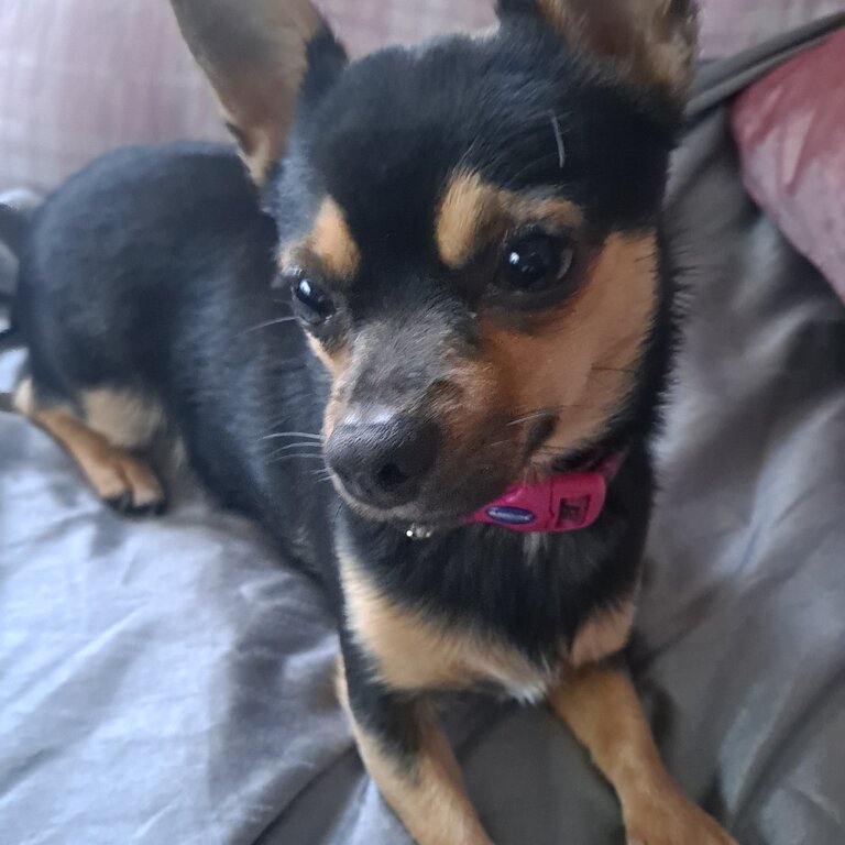 Female full bred chihuhua