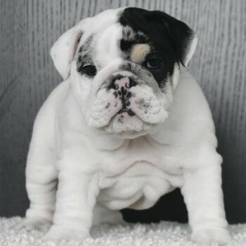 Beautiful male and female English bulldog puppies are now