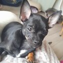 Beautiful fullbreed chihuahua for sale -1