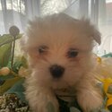 Beautiful Purebred Maltese .-2