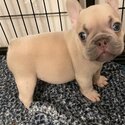 Well Trained French Bulldog Puppies-2