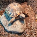 Tortoise Herman -2