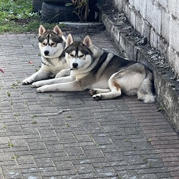 RAGNAR & LOKI. Finding a better home for my absolutely gorgeous beasts. 