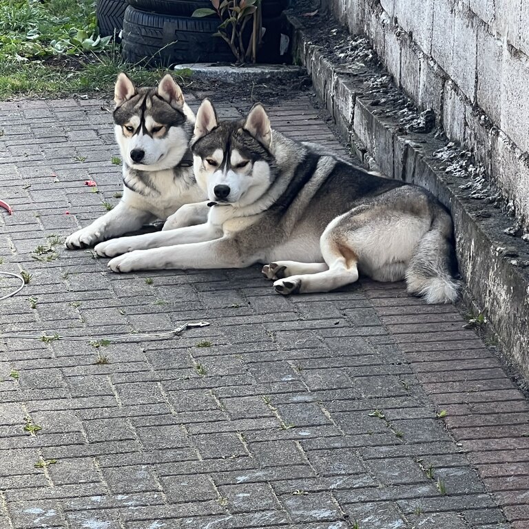 RAGNAR &amp; LOKI. Finding a better home for my absolutely gorgeous beasts. 