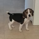 Beagle pup for sale to good home -5