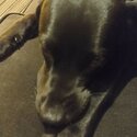 Black labrador retriever-3