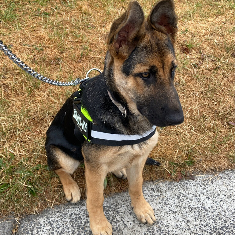 Female German Shepard 