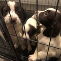 Beautiful purebred springer spaniel pups for sale -0