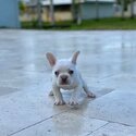 Well Trained French Bulldog Puppies-1