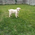 Female Golden Retriever-3