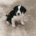 Collie x springer spaniel pups-3