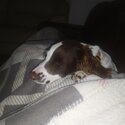 Springer Spaniel Available -2