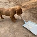 Healthy  Cocker Spaniel -2