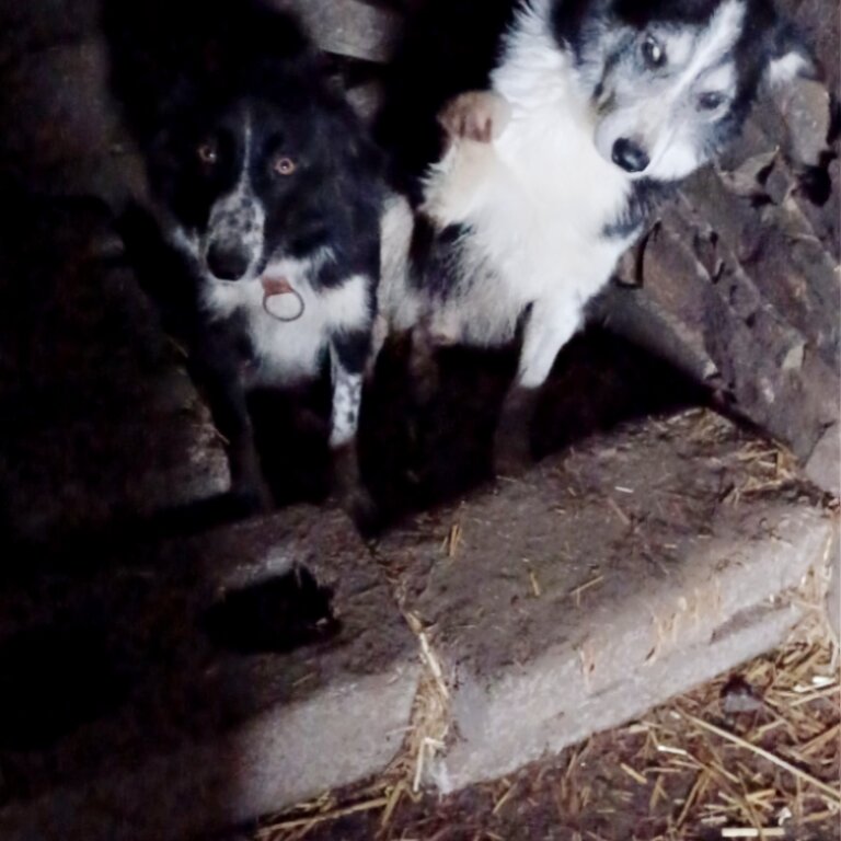  Collie pups for sale  Parents good working dogs very friendly 