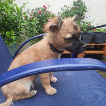 I am selling a chuawa and terrier mixed dog,he looks like a chuawa but has a terriers coat