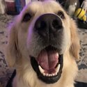 1yr old Golden Retriever -1