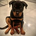 Male Rottweiler Pup-0