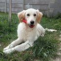 Female Golden Retriever-2