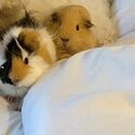 Two beautiful female Guinea Pigs looking for new home-0