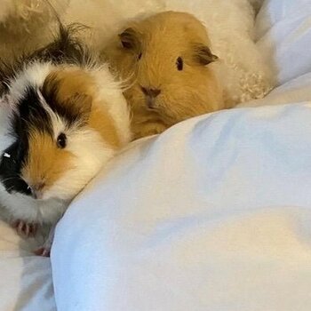 Two beautiful female Guinea Pigs looking for new home