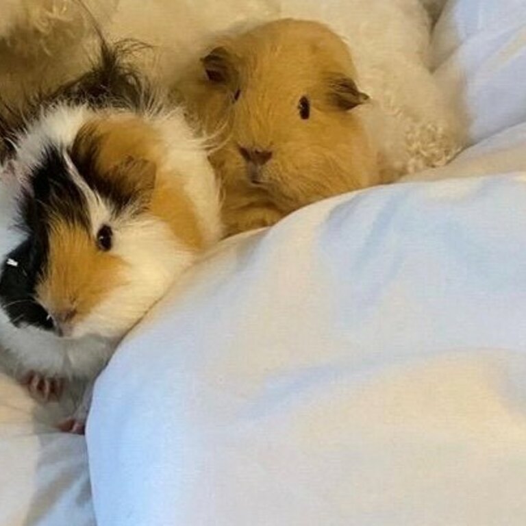 Two beautiful female Guinea Pigs looking for new home