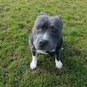 Staffordshire bull terrier -5