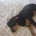 Gorgeous 7-month old microchipped Beagle/springer cross (male)-1