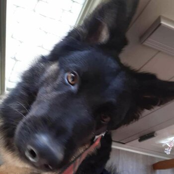 6 month old German Shepherd, Very friendly with family and kids