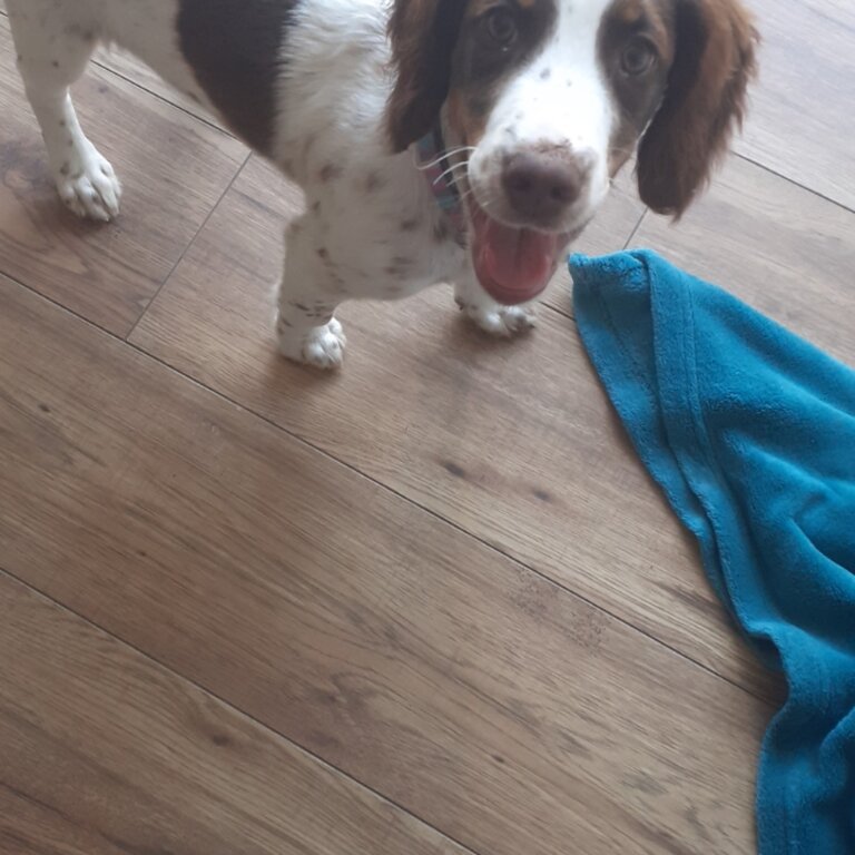 Springer Spaniel White &amp; Liver