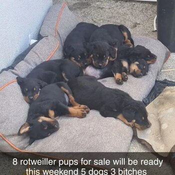 Beautiful Rottweiler pups for sale